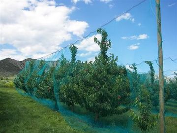 중국 뜨개질을 하는 날실 과일 나무 곤충 스크린 메시 부대 보호 그물세공을 덮기 협력 업체