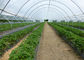 100% 새로운 HDPE 토마토와 양배추 온실을 위한 농업 반대로 곤충 메시 그물세공 협력 업체