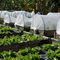 공장을 얻는 정원 야채 커버를 위한 반대 곤충용  진딧물 초파리 초파리 보호 순수한 hdpe 망조직 협력 업체