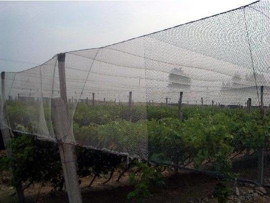 그물세공 250 미터 농업 식물성 온실을 위한 100%년 HDPE 곤충 메시
