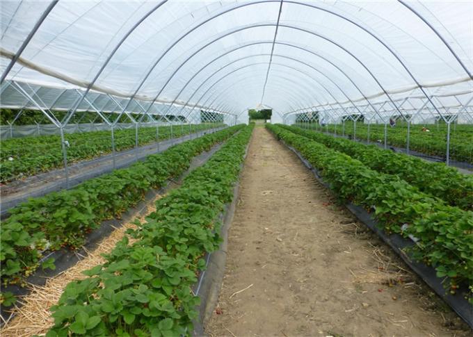 그물세공에 의하여 덮은 토마토 단 하나 경간 온실이 HDPE에 의하여 40/50/60 높은 UV 곤충 메시 그물에 걸립니다
